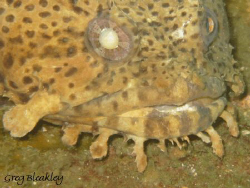 Toad Fish w/o Smile by Greg Bleakley 